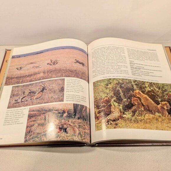 National Geographic Book Of Mammals Volume 1 & 2 1981 Hardcover Set VINTAGE - Picture 5 of 6